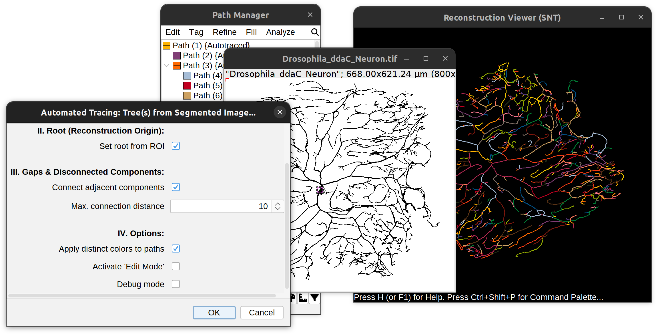 Fully automated reconstructions (ddaC demo dataset)
